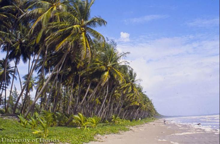 Figure 5. Palmas de coco, Cocos nucifera L., en la playa de la Bahía Manzanilla, Trinidad.