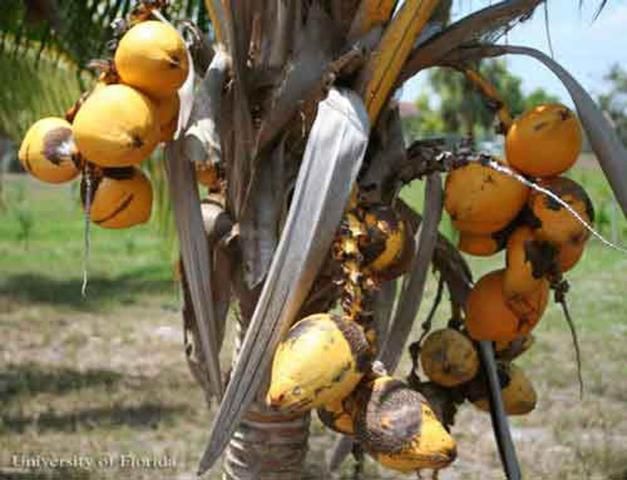 Figure 4. Una palma de coco, Cocos nucifera L., de la variedad Red Spicata Dwarf', con el daño del acaro del coco, Aceria guerreronis Keifer.