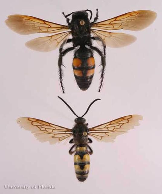 Figure 15. Adult Campsomeris quadrimaculata (Fabricius), scoliid wasps. Female (top), male (bottom).