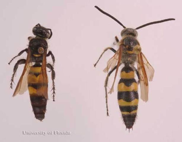 Figure 18. Adult Campsomeris trifasciata (Saussure), scoliid wasps. Female (left), male (right).
