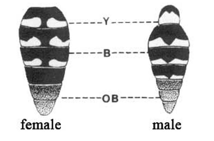 Figure 19. Campsomeris fulvohirta (Cresson).