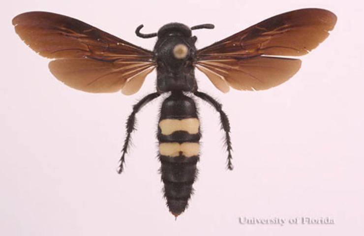 Figure 9. Adult Scolia bicincta Fabricius, a scoliid wasp.