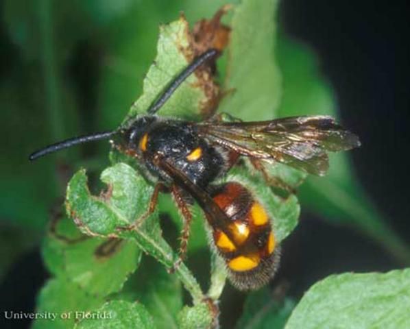 Figure 1. Adult Scolia nobilitata Fabricius, a scoliid wasp.