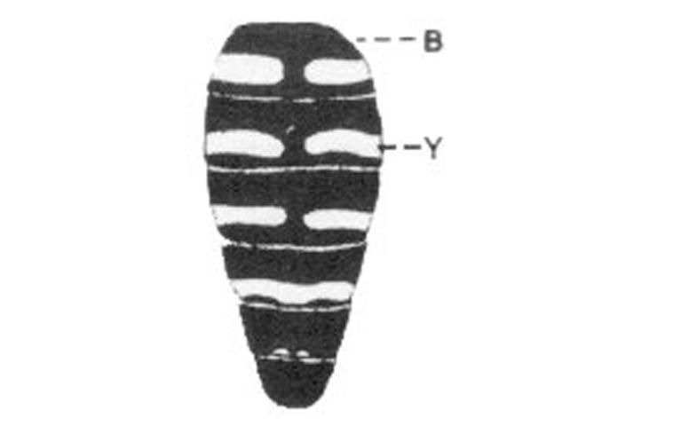 Figure 3. Trielis octomaculata (Say).