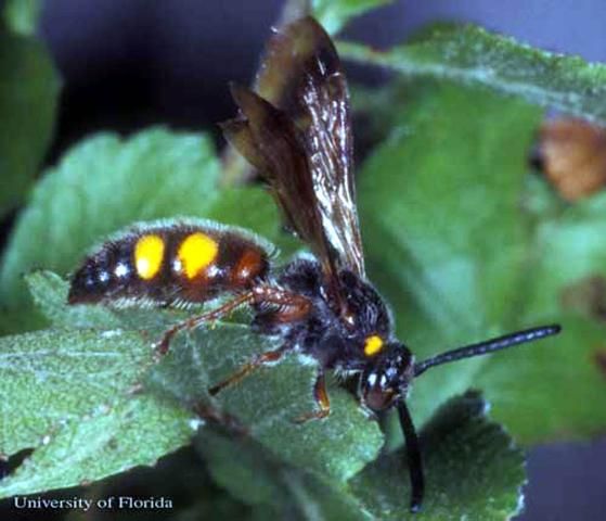 Figure 7. Adult Scolia nobilitata Fabricius, a scoliid wasp.