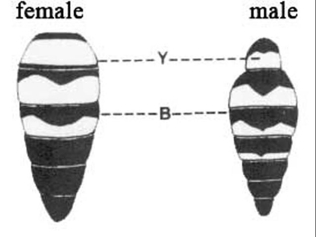 Figure 17. Campsomeris trifasciata (saussure).