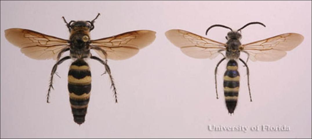 Figure 22. Adult Campsomeris plumipes fossulana (Fabricius), scoliid wasps. Female (left), male (right).