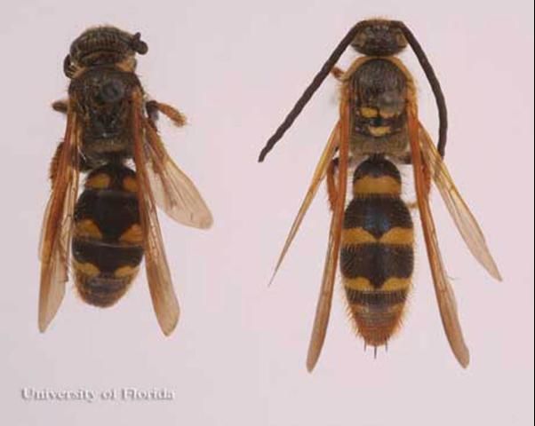 Figure 20. Adult Campsomeris fulvohirta (Cresson), scoliid wasps. Female (left), male (right).