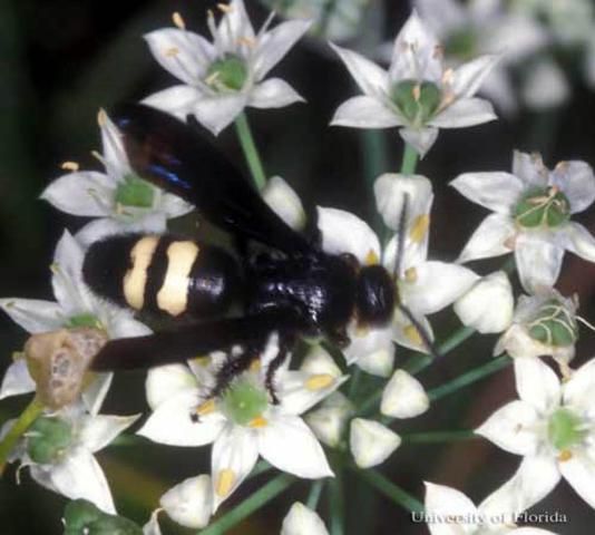 Figure 10. Adult Scolia bicincta Fabricius, a scoliid wasp.