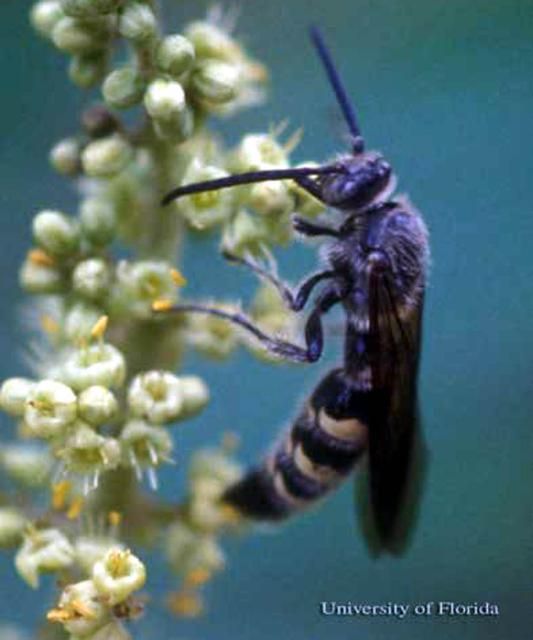 Figure 23. Adult Campsomeris plumipes fossulana (Fabricius), a scoliid wasp.