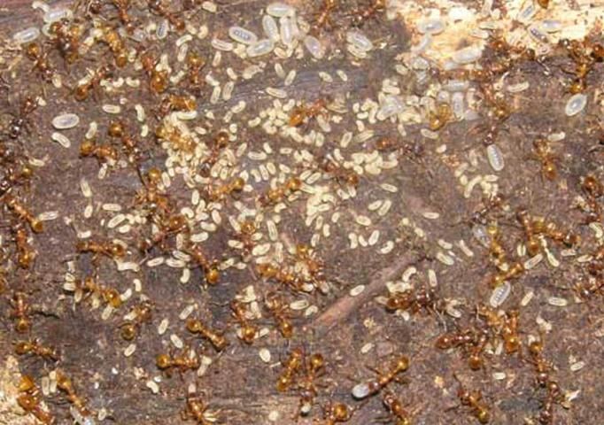 Figure 4. Workers of the European fire ant, Myrmica rubra Linnaeus, gathering and protecting various larval instars after the nest was disturbed.