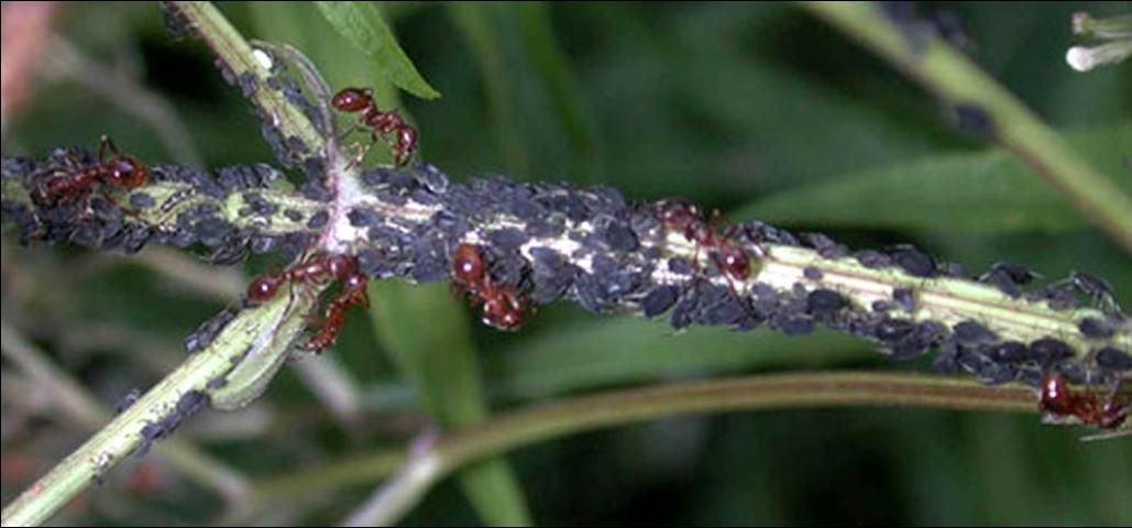 Figure 6. Worker ants of the European fire ant, Myrmica rubra Linnaeus, attending aphids and other homopterans in Maine.