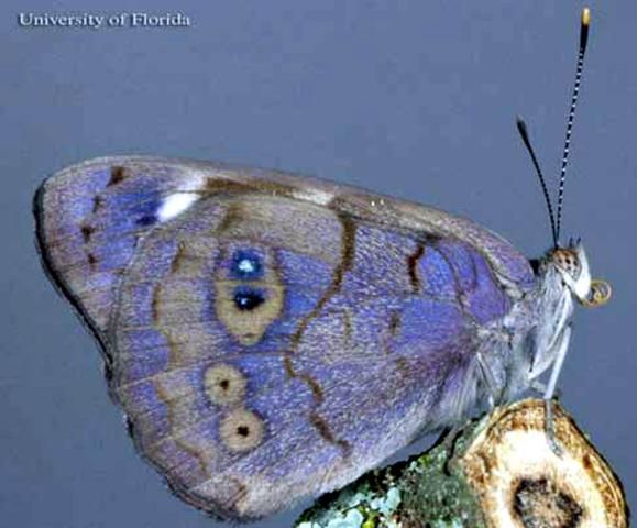 Figure 2. Adult male dingy purplewing butterfly, Eunica monima (Stoll), with wings closed.