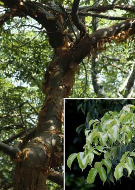 Figure 7. Gumbo-limbo tree, Bursera simaruba (L.) Sarg. (Burseraceae), the Florida host of the dingy purplewing butterfly, Eunica monima (Stoll).