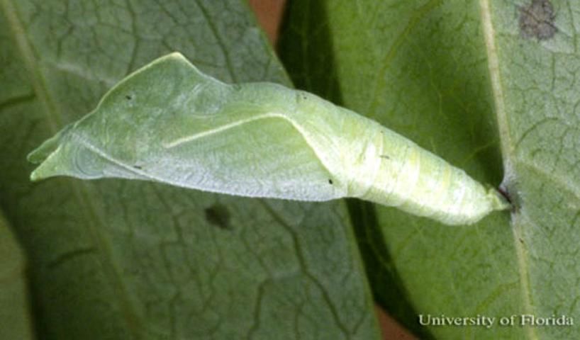 Figure 5. Green pupa of the dingy purplewing butterfly, Eunica monima (Stoll).