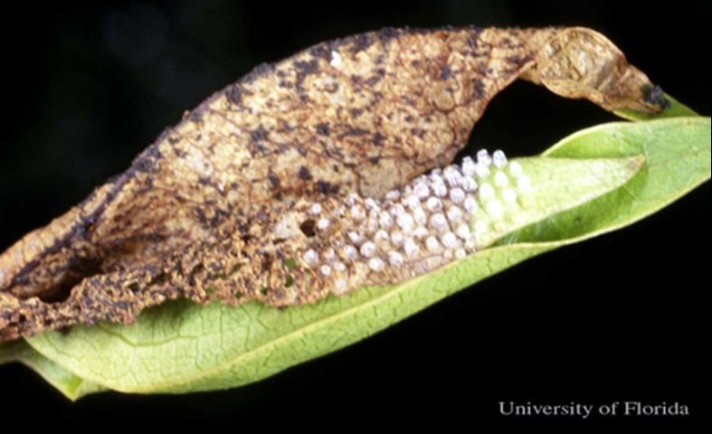 Figure 6. Hatched eggs and leaf nest of first instar larvae of the dingy purplewing butterfly, Eunica monima (Stoll) on the underside of a leaf.