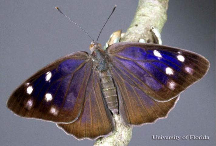 Figure 1. Adult male dingy purplewing butterfly, Eunica monima (Stoll), with wings opened.