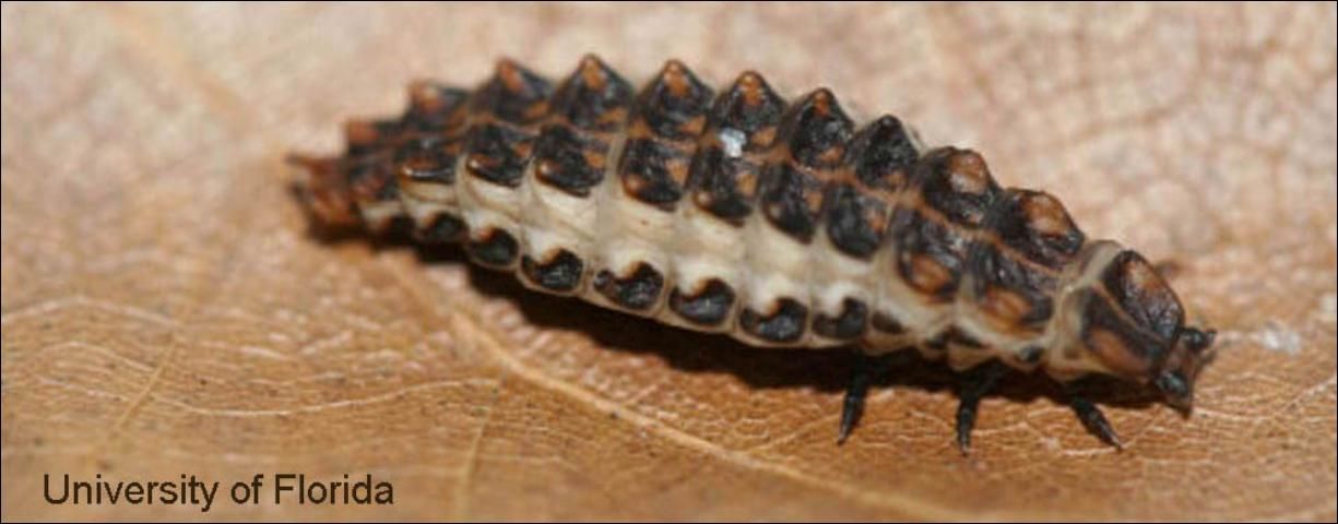 Figure 2. Calopteron discrepans (Newman) distended prepupal larva (dorsal view).