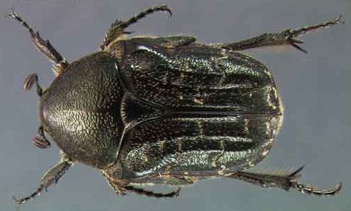Figure 2. Adult Euphoria sepulcralis (Fabricius), a flower beetle.