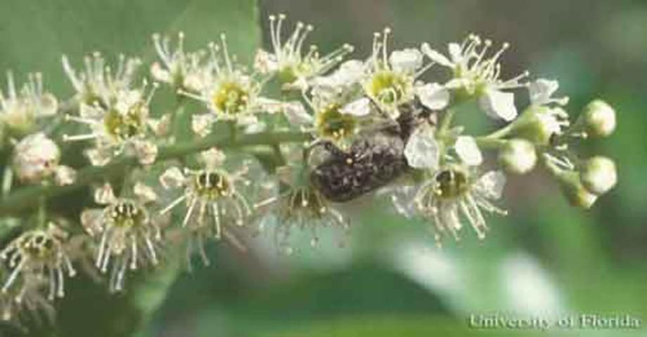Figure 1. Adult Euphoria sepulcralis (Fabricius), a flower beetle, feeding on black cherry.