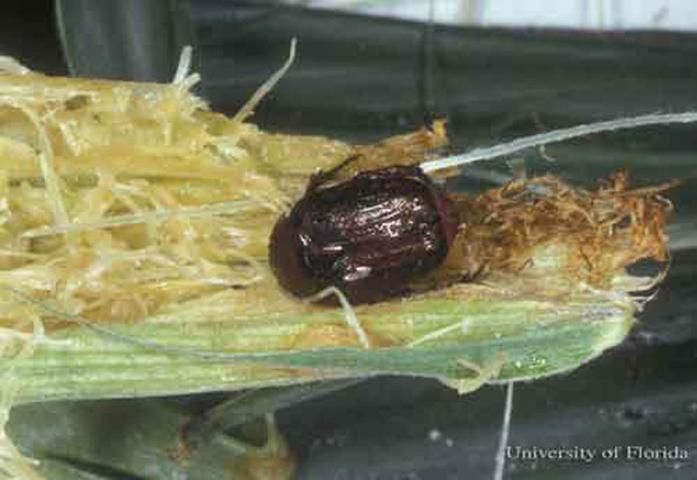 Figure 5. Adult Euphoria sepulcralis (Fabricius), a flower beetle, feeding on corn.
