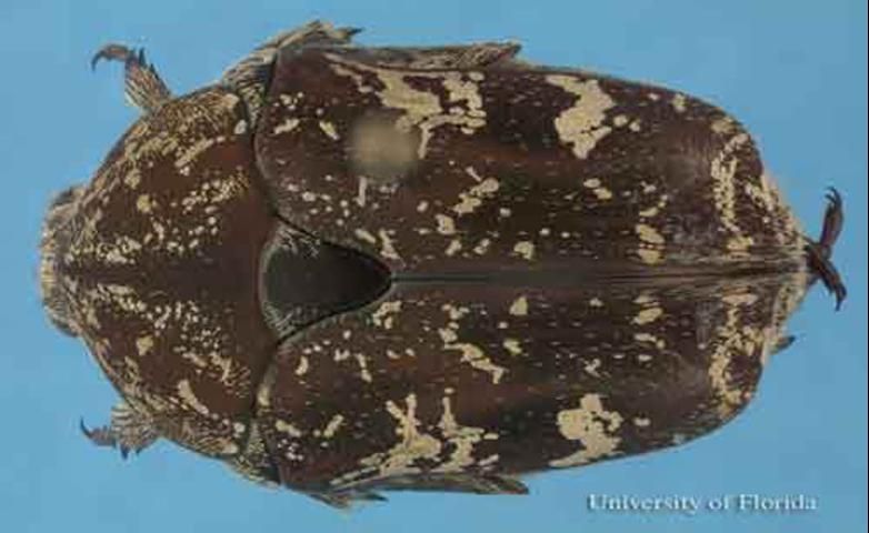 Figure 3. Adult Protaetia fusca (Herbst), a flower beetle (head is to the left).