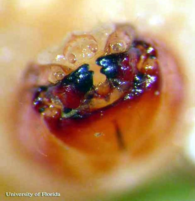 Figure 7. Head capsule and mandibles of the larva of Eurhinus magnificus Gyllenhal, a weevil.