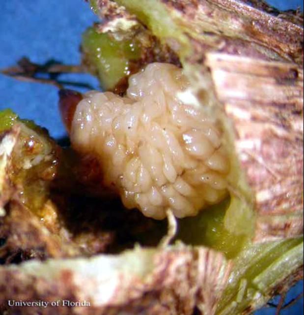 Figure 6. Fifth instar larva of Eurhinus magnificus Gyllenhal, a weevil, in a gall.