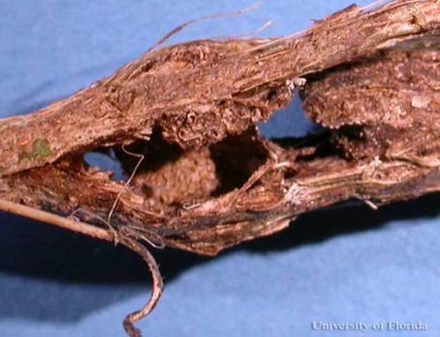 Figure 16. Damage to Cissus vine caused by gall formed by Eurhinus magnificus Gyllenhal, a weevil.