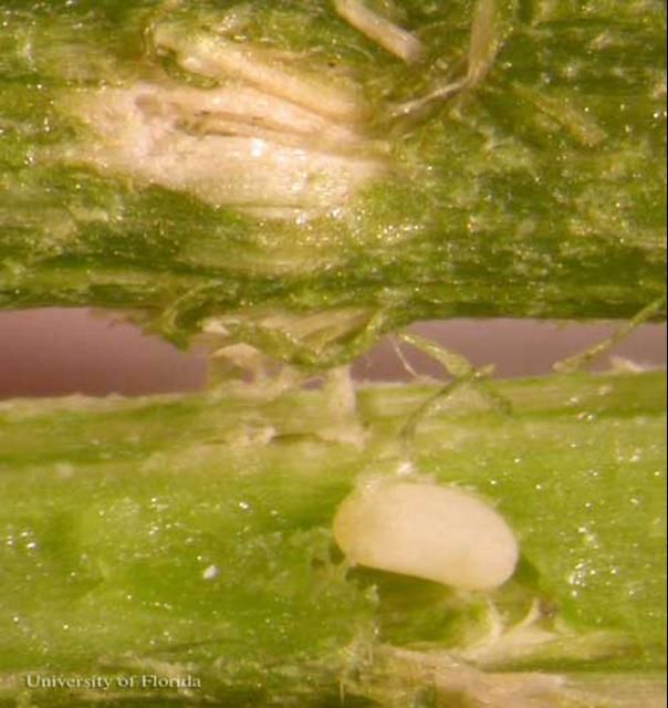 Figure 3. Cissus stem opened to reveal E. magnificus Gyllenhal egg.