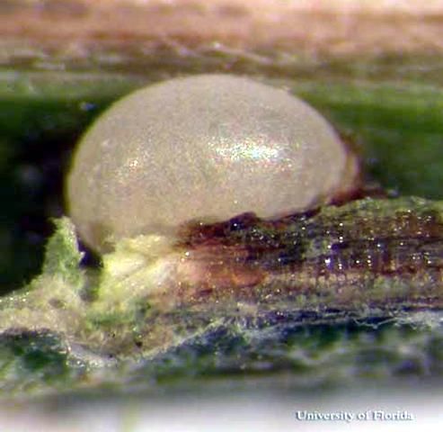 Figure 4. Close up of an egg of Eurhinus magnificus Gyllenhal, a weevil.