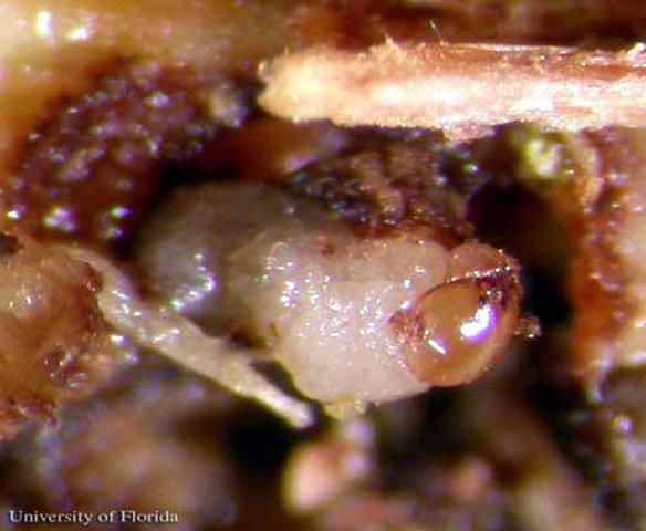 Figure 5. Cissus stem opened to show an early instar larva of E. magnifucus Gyllenhal, a weevil.