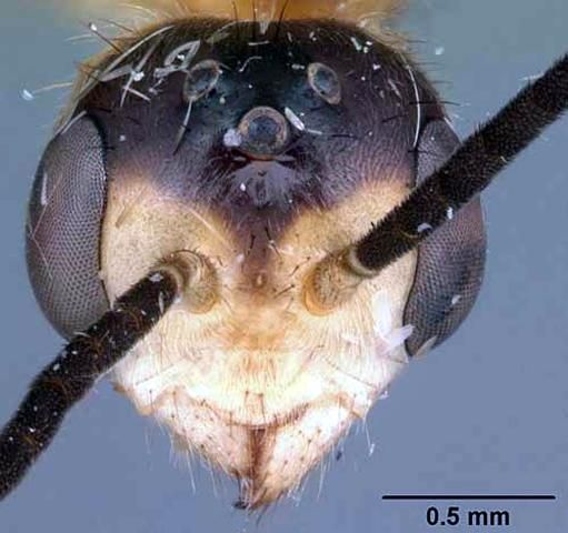 Figure 2. Head of adult slender twig ant, Pseudomyrmex gracilis (Fabricius), collected in sand pine scrub, Archbold Biological Station, Highlands County, Florida.