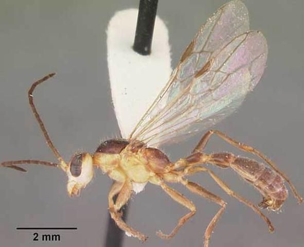 Figure 9. Dorsal view of winged reproductive of adult slender twig ant, Pseudomyrmex gracilis (Fabricius), collected in sand pine scrub, Archbold Biological Station, Highlands County, Florida.