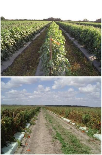 Figure 6. Fusarium Crown rot tomato resistant variety 'Sebring' (upper) vs. Florida 47 (bottom) susceptible variety in soils with high pathogen pressure.