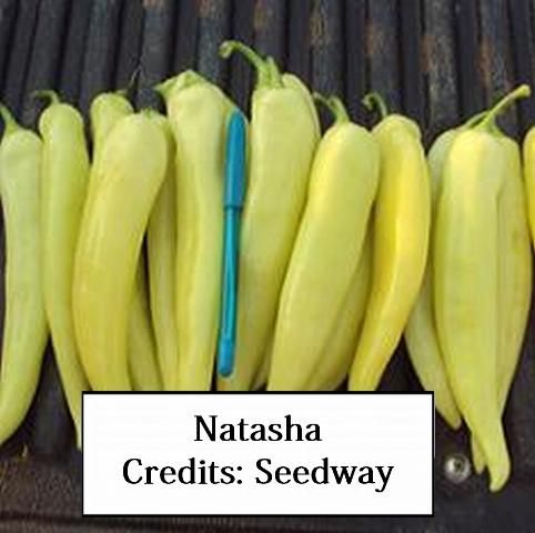 Figure 16. Natasha—Very early maturing plant with long, straight fruit. R to Xcv 1-3. Seedway.