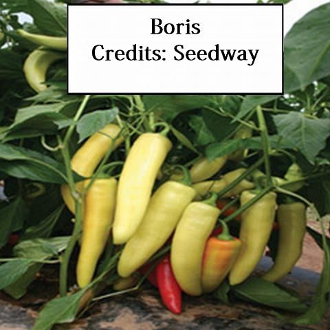 Figure 15. Boris—Smooth and straight fruit with thick flesh. Fruit are held higher in the plant maintaining them clean and straight. R to TSW. Seedway.