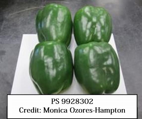 Figure 8. PS 9928302—Large, robust plant with large, uniform anthocyanin-less dark-green fruits that mature to a firm red. Fruits with good size, shape, uniformity, and color. R to Xcv 1-5 (X5R®) and Tobamo P0 (R). Seminis