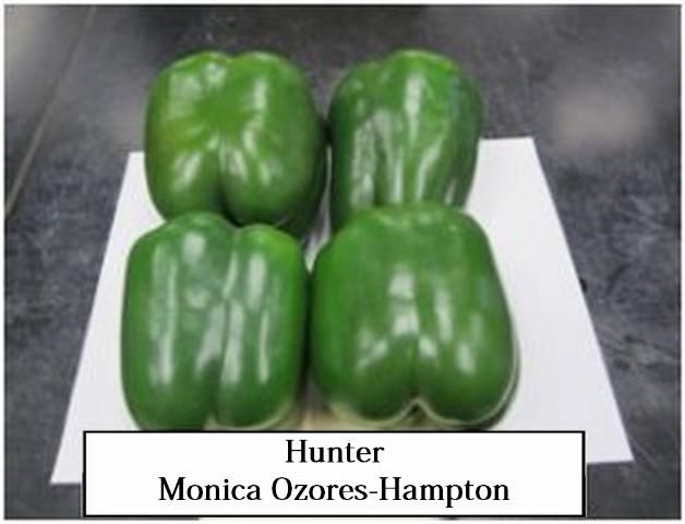 Figure 7. Hunter—Early maturity. Medium size plant produces smooth, four-lobed, blocky, dark green, glossy fruit. Produces a large percentage of extra large fruit. R to Xcv 1-5, TE, TM. Syngenta.