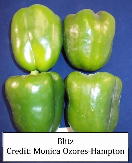Figure 3. Blitz—Extra-large fruit with thick walls and a uniformly blocky shape. Has wide adaptability with good yield. Green to red bell pepper. R to Xcv 1-5 and 7-9, TM. Sakata Seed America, Inc.