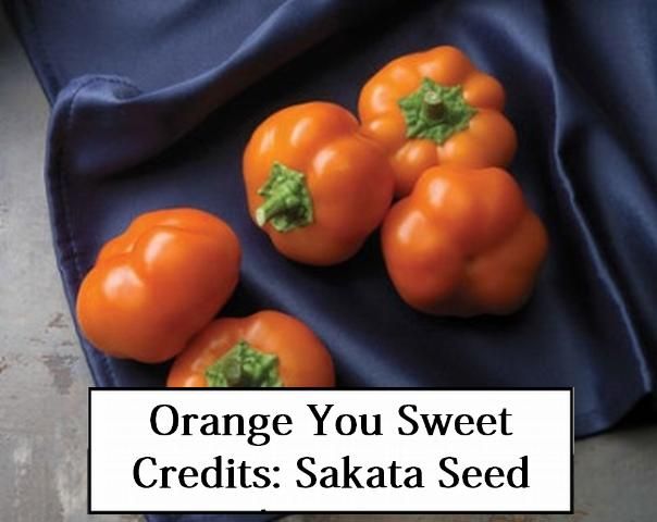 Figure 17. Orange You Sweet—Early maturing, strong plant vigor. Fruit are flat round in shape and smooth with mid thick walls. Fruit mature to deep orange. No disease resistance. Sakata Seed America, Inc.