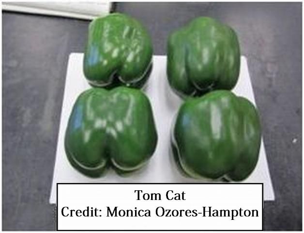 Figure 12. Tom Cat—Early maturing. Medium plant size and a concentrated set that yields a high percentage of large size fruit. Blocky, dark green color. R to Xcv 1-5, TE, and ToM. Syngenta.