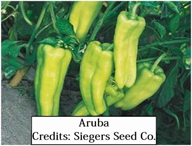 Figure 24. Aruba—Cubanelle type, early-maturing, erect plant, 3 – 4 lobed, elongated fruit, matures from a pale lime green to a bright red. Syngenta.