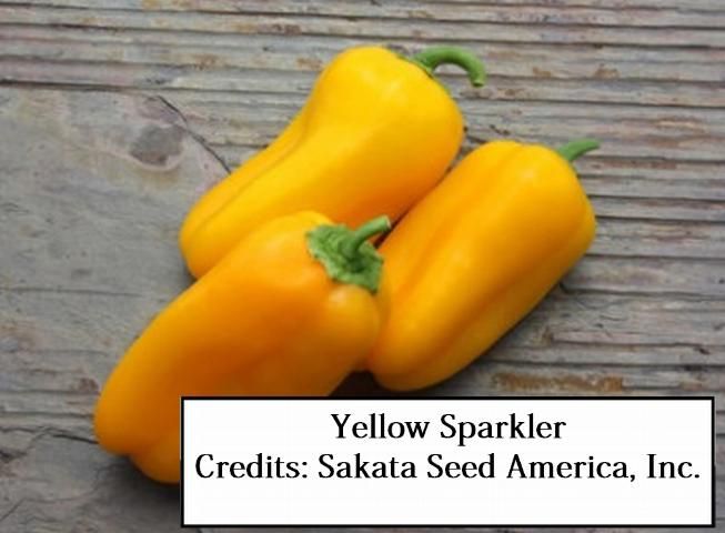 Figure 20. Yellow Sparkler—Fruit turn from green to bright, rich yellow. Prolific in number, extra sweet, and elongated with a blunt tip. R to TM. Sakata Seed America, Inc.