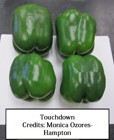 Figure 13. Touchdown—Strong plant with continuous setting ability and good cover. Extra-large, blocky with thick walls and uniformly blocky shape. R to Xcv 1-5 and 7-9, TM. Sakata Seed America, Inc.