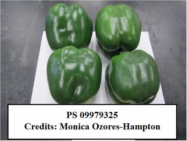 Figure 9. PS 09979325—Large, robust, blocky green-to-red bell pepper. Plant produces large to extra-large firm fruit. R to Xcv 1-10. Seminis.