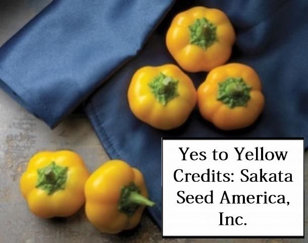 Figure 21. Yes to Yellow—Early maturing, strong plant vigor with fruit that are flat round in shape, smooth, and have thick walls. Fruit mature to deep yellow. No disease resistance. Sakata Seed America, Inc.