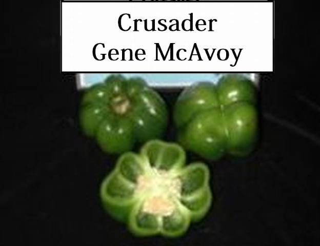 Figure 4. Crusader—Erect, good cover, extra-large fruit stay firm at mature red stage. R to Xcv 1-3, PVY, S, PepMo, TM. Syngenta.