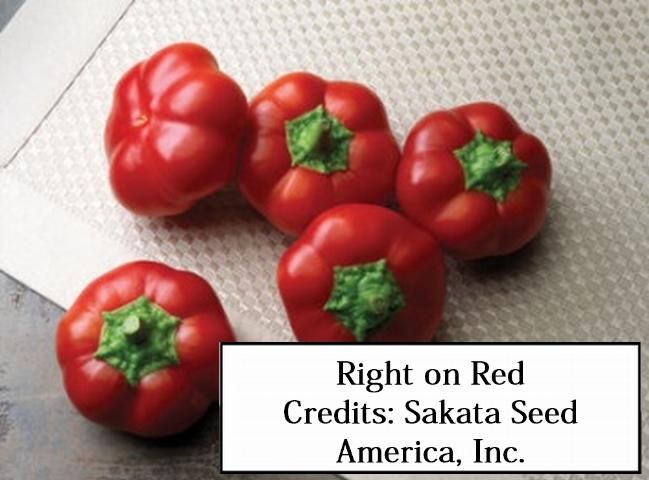 Figure 18. Right on Red—Early maturing plant with continuous high yields. Fruit are flattened and round with flutes around the stem end. No disease resistance. Sakata Seed America, Inc.
