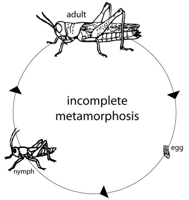 Figure 13. Incomplete metamorphosis.